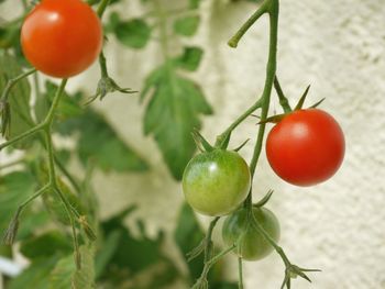 Close-up of cherry tomatoes growing on plant