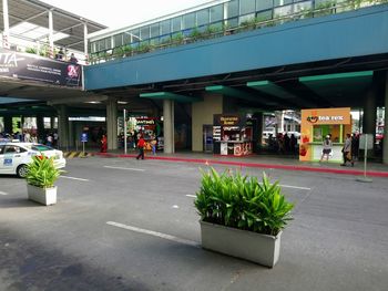 Potted plants on street