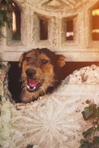 Portrait of a dog