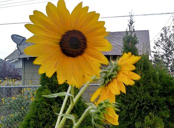 Close-up of sunflower blooming against sky