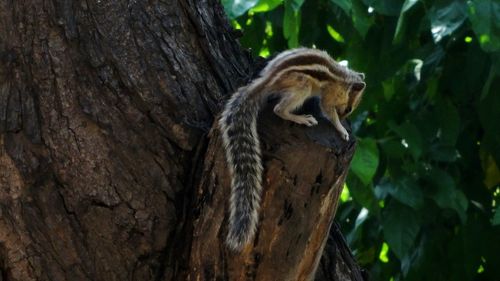 Close-up of lizard on tree trunk