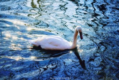 High angle view of swan swimming in lake