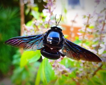Close-up of butterfly pollinating flower