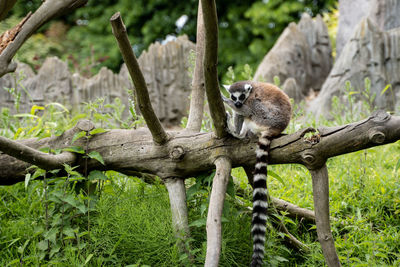 Lemur sitting on tree