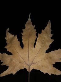 High angle view of maple leaves against black background