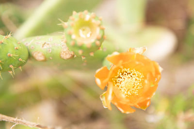 Close-up of yellow flowering plant