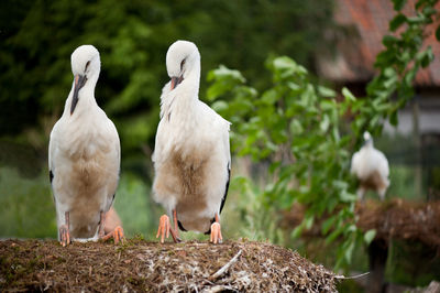 Storks perching on nest