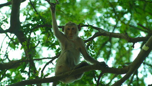 Low angle view of monkey on tree