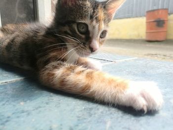 Close-up portrait of cat sitting