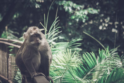 Monkey sitting on tree