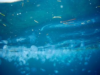 School of fish swimming in sea