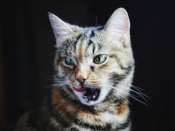 Close-up portrait of cat against black background