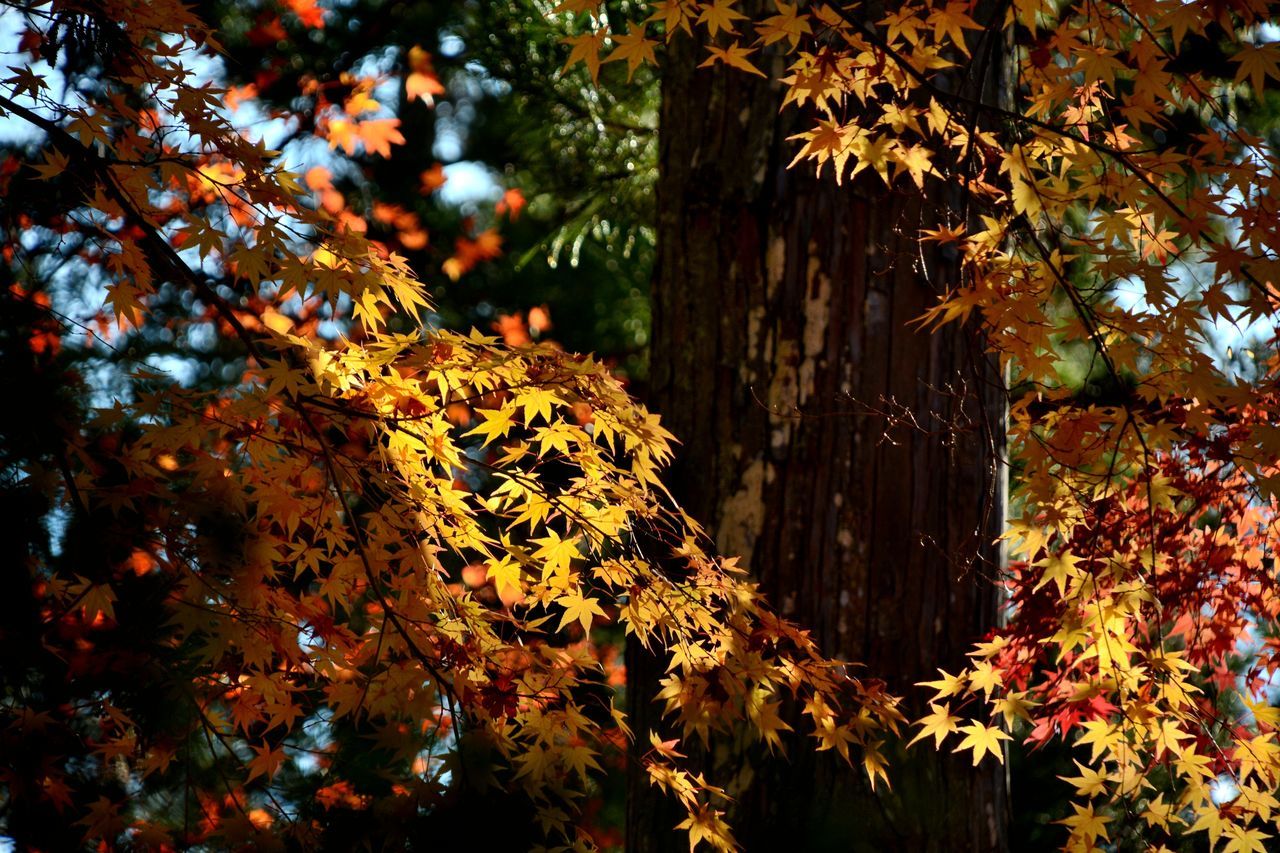 tree, branch, growth, autumn, change, nature, leaf, beauty in nature, season, tree trunk, tranquility, low angle view, forest, orange color, yellow, day, outdoors, no people, scenics, growing, tranquil scene, plant, focus on foreground, abundance, close-up, lush foliage, botany, blossom, woodland, idyllic, green color, twig, non-urban scene