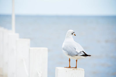 Close-up of bird perching outdoors