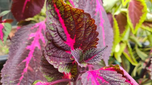 Close-up of multi colored leaves