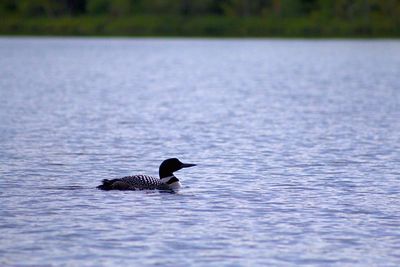 Duck swimming in lake