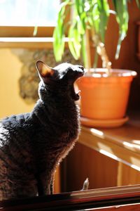 Close-up of cat sitting on table at home