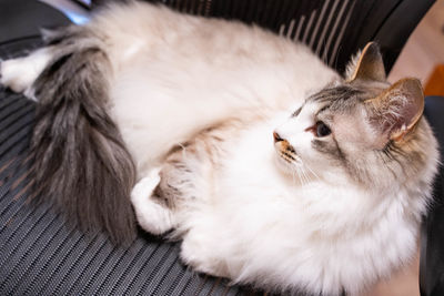 Close-up of cat resting