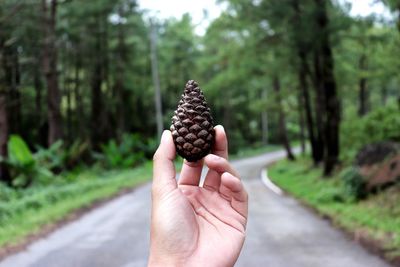 Cropped image of hand holding pine cone against trees