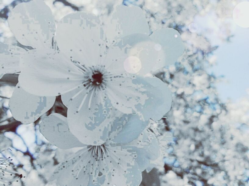 flower, fragility, petal, close-up, freshness, beauty in nature, low angle view, white color, nature, flower head, focus on foreground, growth, day, blooming, outdoors, season, no people, in bloom, pollen, weather