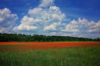 Scenic view of field against sky