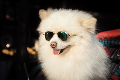 Cute pomeranian dog with white fur wearing sunglasses