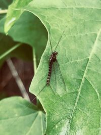 Close-up of insect on leaf