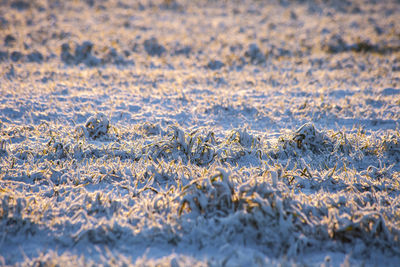 Close-up of snow on field