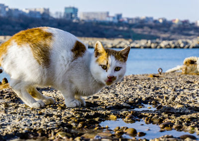 Full length of a cat