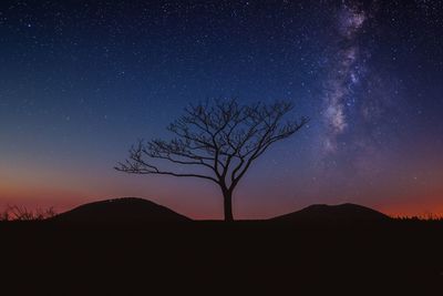 Silhouette tree against sky at night