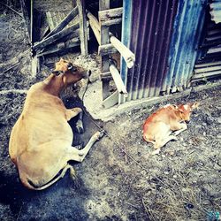 High angle view of dog sitting outdoors