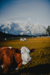 Cow standing on field against cloudy sky