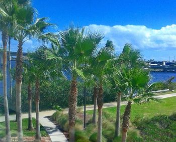 Scenic view of palm trees against cloudy sky