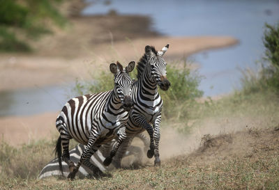 Zebra standing on field