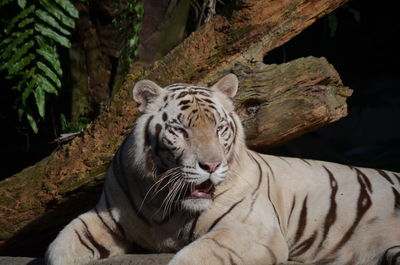 Tiger resting on rock