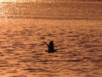 Silhouette bird swimming in sea against sunset sky
