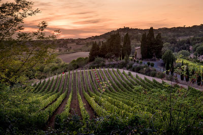 Scenic view of field against sky at sunset