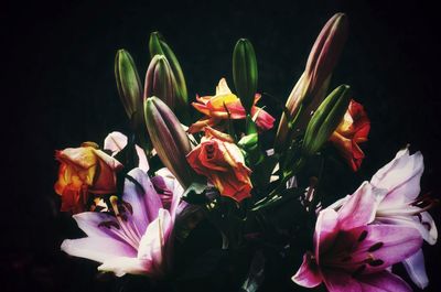 Close-up of pink flowering plant against black background