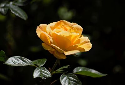 Close-up of rose plant