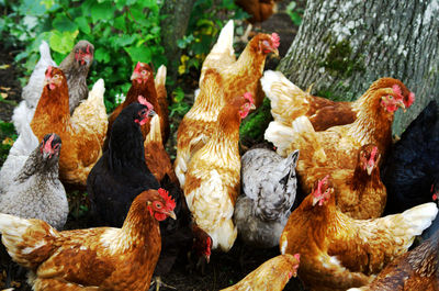 Close-up of rooster in farm