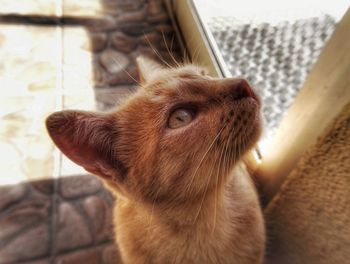 Close-up portrait of cat at home