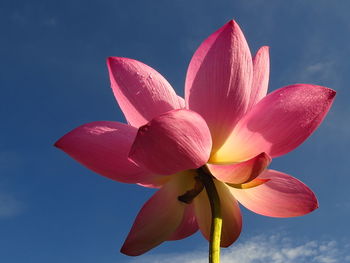 Close-up of pink water lily against sky