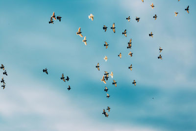 Low angle view of airplane flying in sky