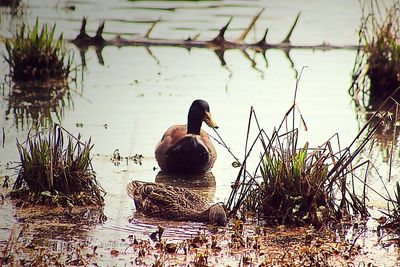 View of birds on lakeshore