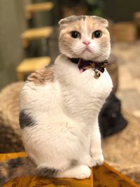 Portrait of cat sitting on floor