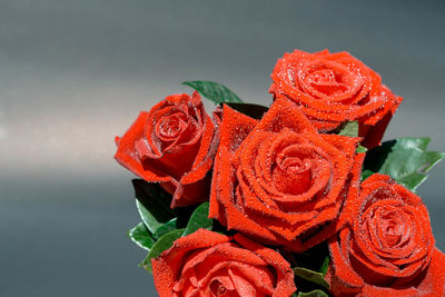 Close-up of red roses