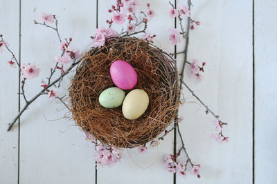 High angle view of eggs in nest