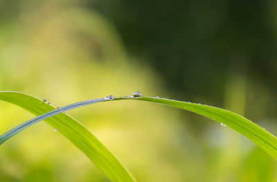 Close-up of wet plant