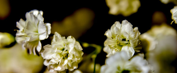 Close-up of white flowering plants