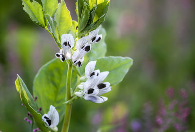 Close-up of purple flowering plant